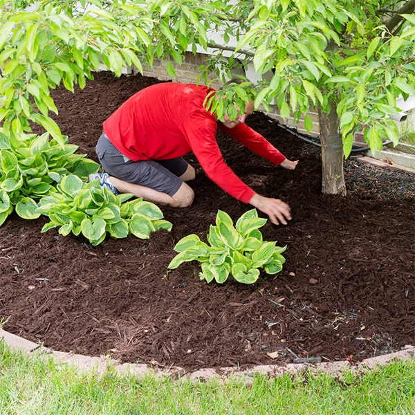 mulch installation is typically recommended once a year to replenish and maintain its benefits in the garden